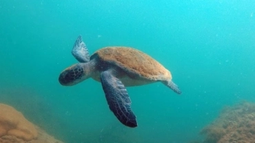 PASSEIO DE BARCO COM SNORKEL: ILHA DO ARVOREDO OU ESTALEIRO